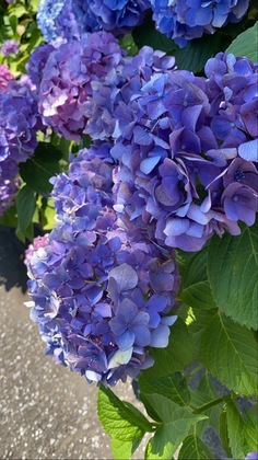 4ED0BB37-DC9A-4C83-AA57-B975D069F7FC.jpeg